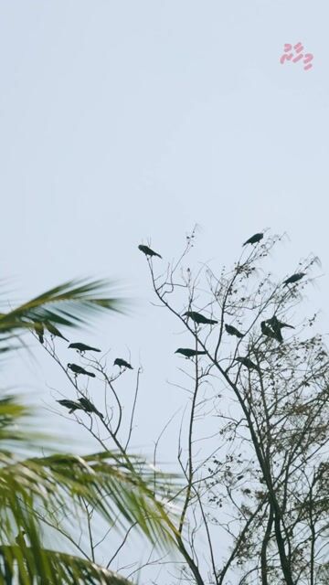 ހުޅުމާލޭގައި ކާޅުގެ އުނދަގޫ