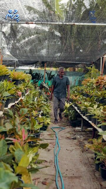 މަލާމާތަށް ނުބަލައި ހެއްދި މާގަސްތައް ފުޅާވިޔަފާރިއަކަށް