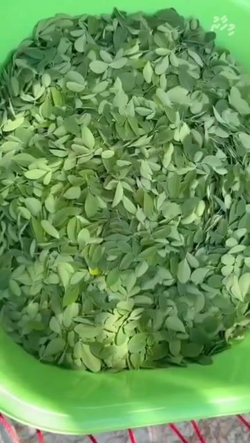 ހއ. ބާރަށް އެއްބައިވަންތަކުރުވާ ދިގު ބަތްޕެން